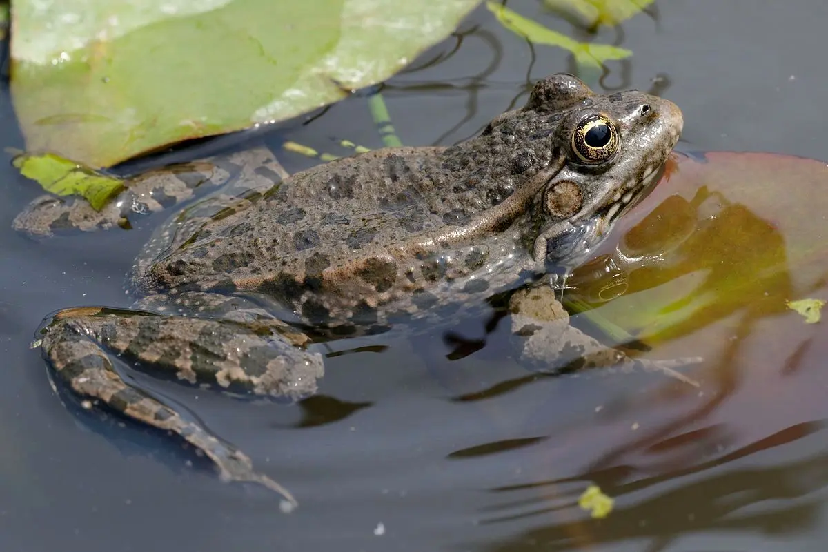 (ویدئو) ذوق باورنکردنی یک زن و کودک چینی در حین خوردن قورباغه!