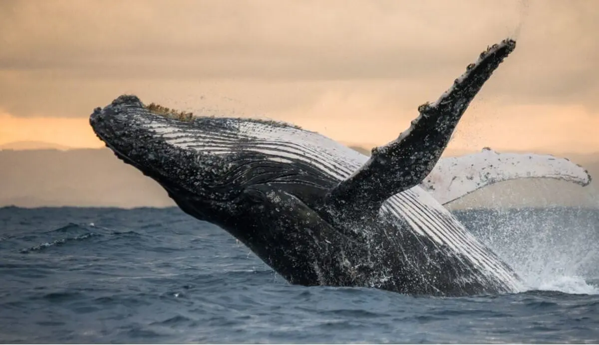 ۱۰ مستند برتر تاریخ در مورد حیات وحش و طبیعت؛ از The Blue Planet تا Our Planet
