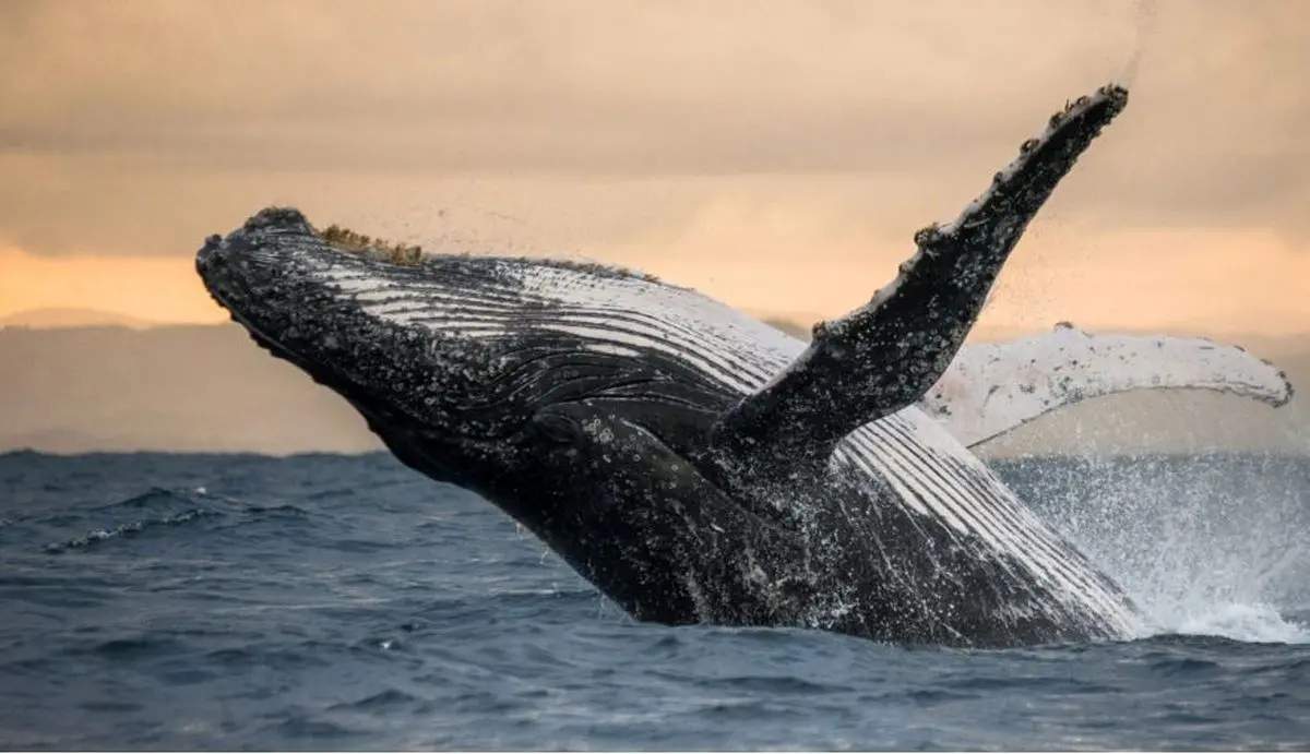 ۱۰ مستند برتر تاریخ در مورد حیات وحش و طبیعت؛ از The Blue Planet تا Our Planet