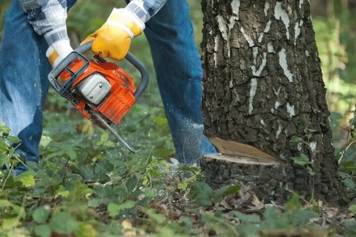 (ویدئو) استفاده چین از فناوری لیزر برای بریدن شاخه‌های درخت!