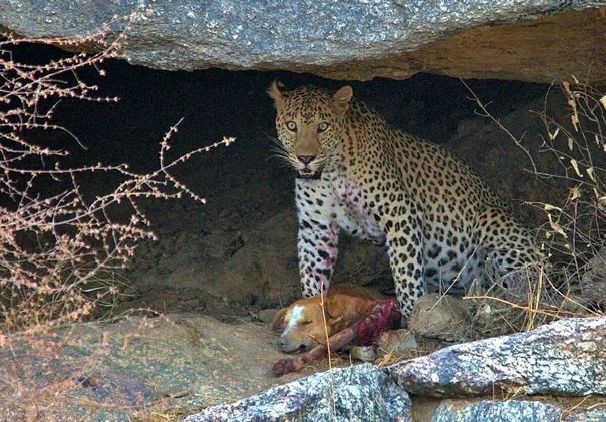 (ویدئو) شکار «سگ بلاصاحب» توسط «پلنگ» در فیروزکوه!