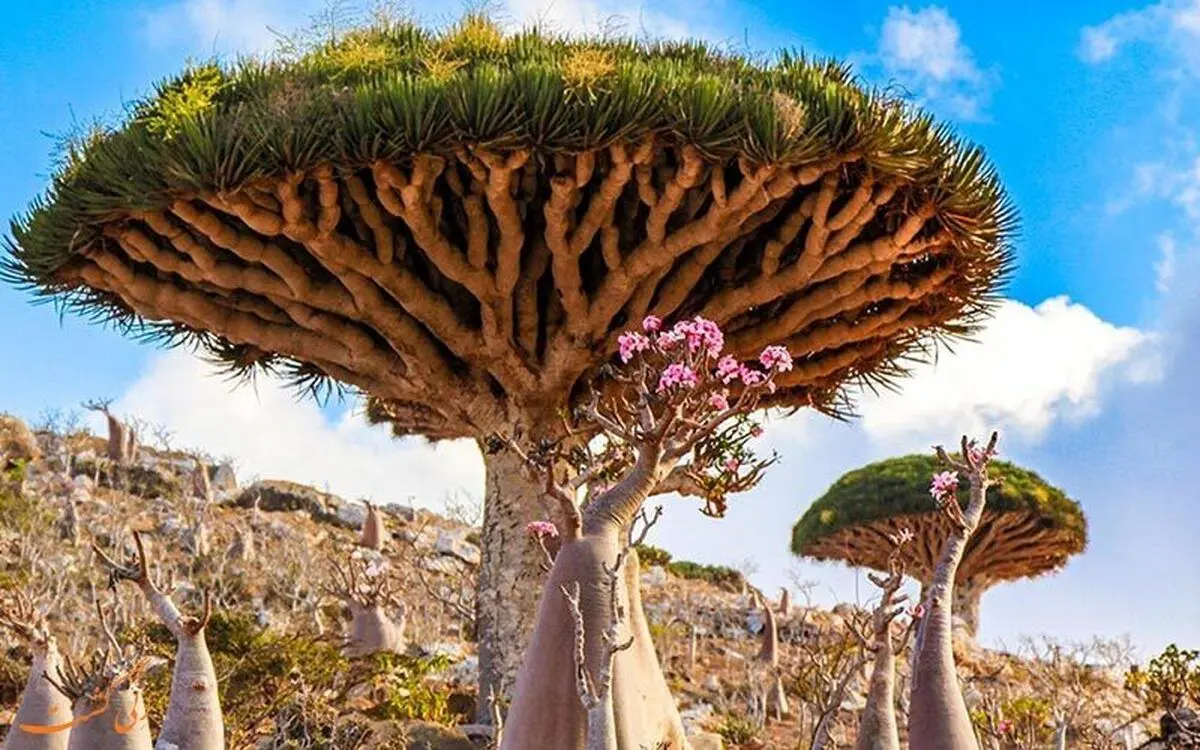 (ویدئو) تصاویری از درختان اعجاب انگیز جزیره سقطرا در یمن