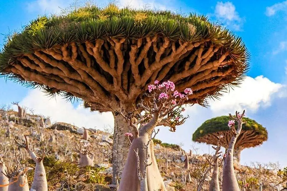 (ویدئو) تصاویری از درختان اعجاب انگیز جزیره سقطرا در یمن