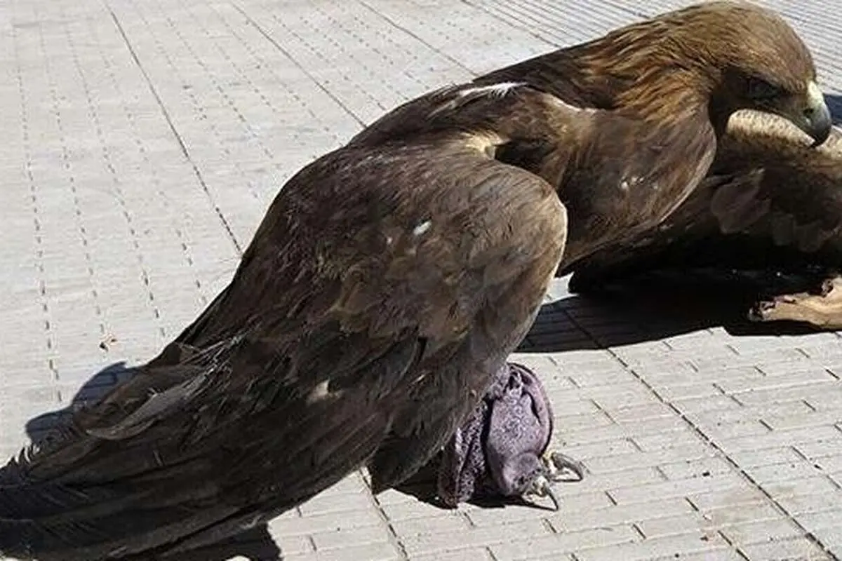 گفتگو با شاهین؛ زنده‌گیر حرفه‌ای حیوانات خانگی فراری