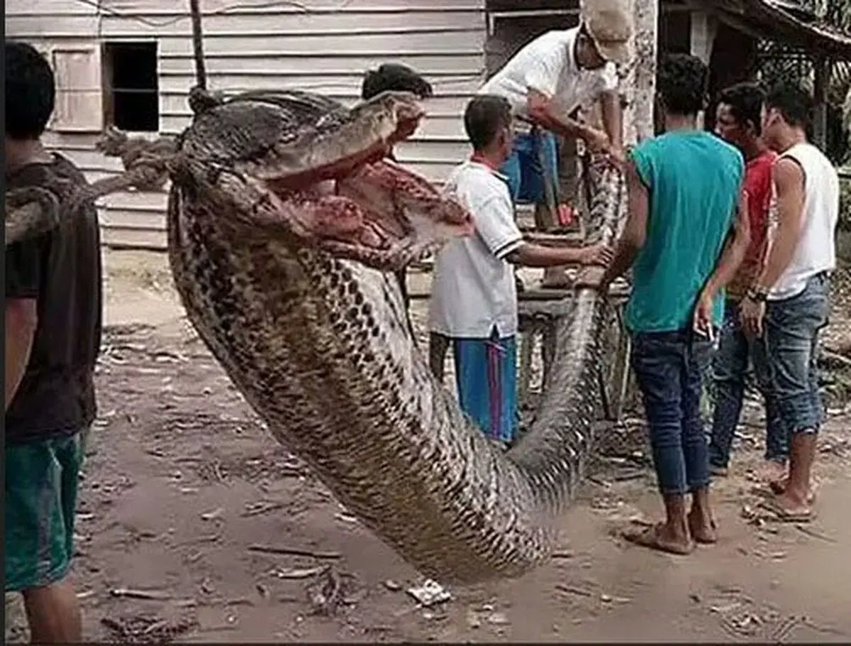 (تصویر) این مار غول‌پیکر به آدم‌خواری معروف است!