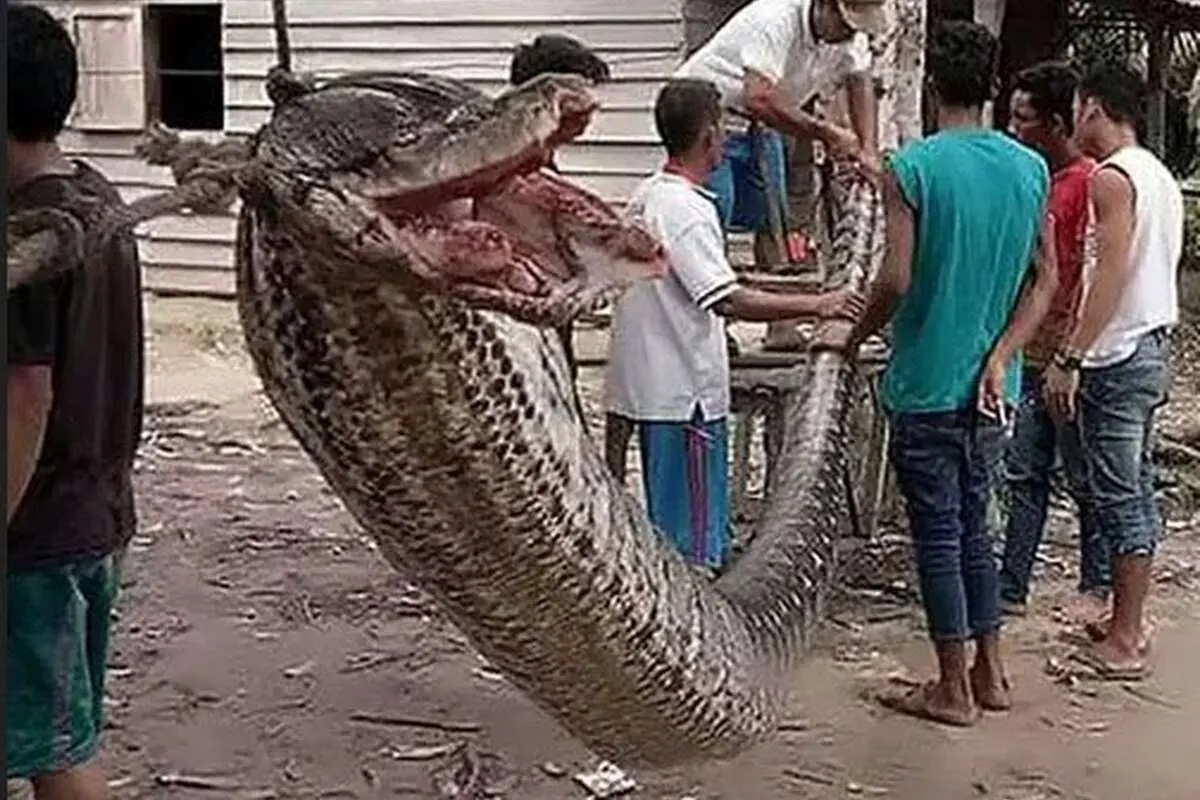 (تصویر) این مار غولپیکر به آدمخواری معروف است!