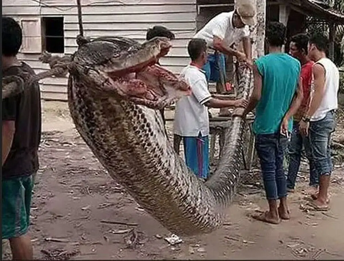 (تصویر) این مار غول‌پیکر به آدم‌خواری معروف است!