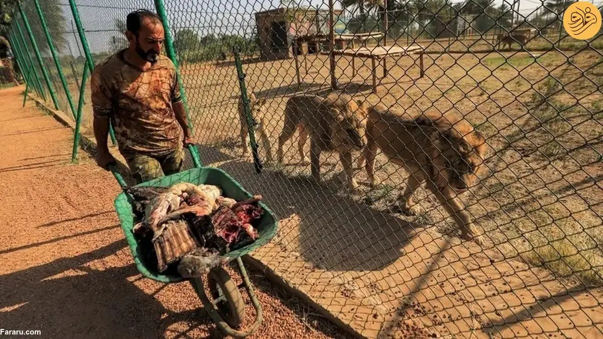 (ویدئو) تلاش برای حفاظت از حیوانات وحشی در جنگ داخلی سودان