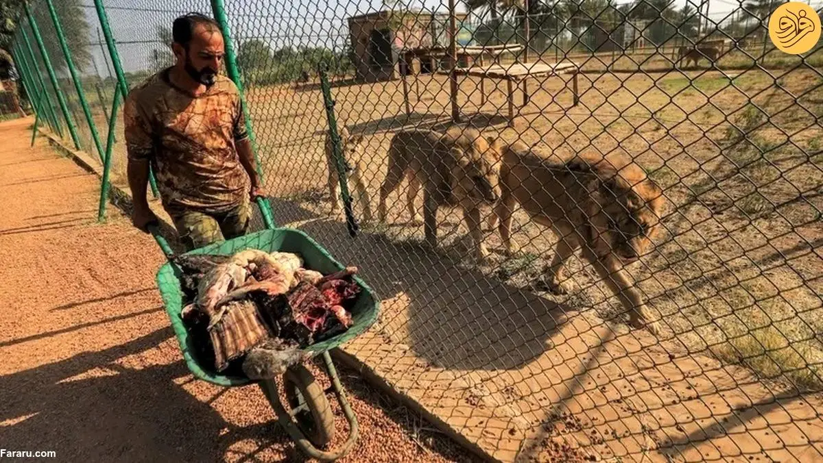 (ویدئو) تلاش برای حفاظت از حیوانات وحشی در جنگ داخلی سودان
