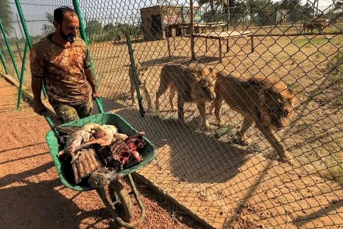 (ویدئو) تلاش برای حفاظت از حیوانات وحشی در جنگ داخلی سودان