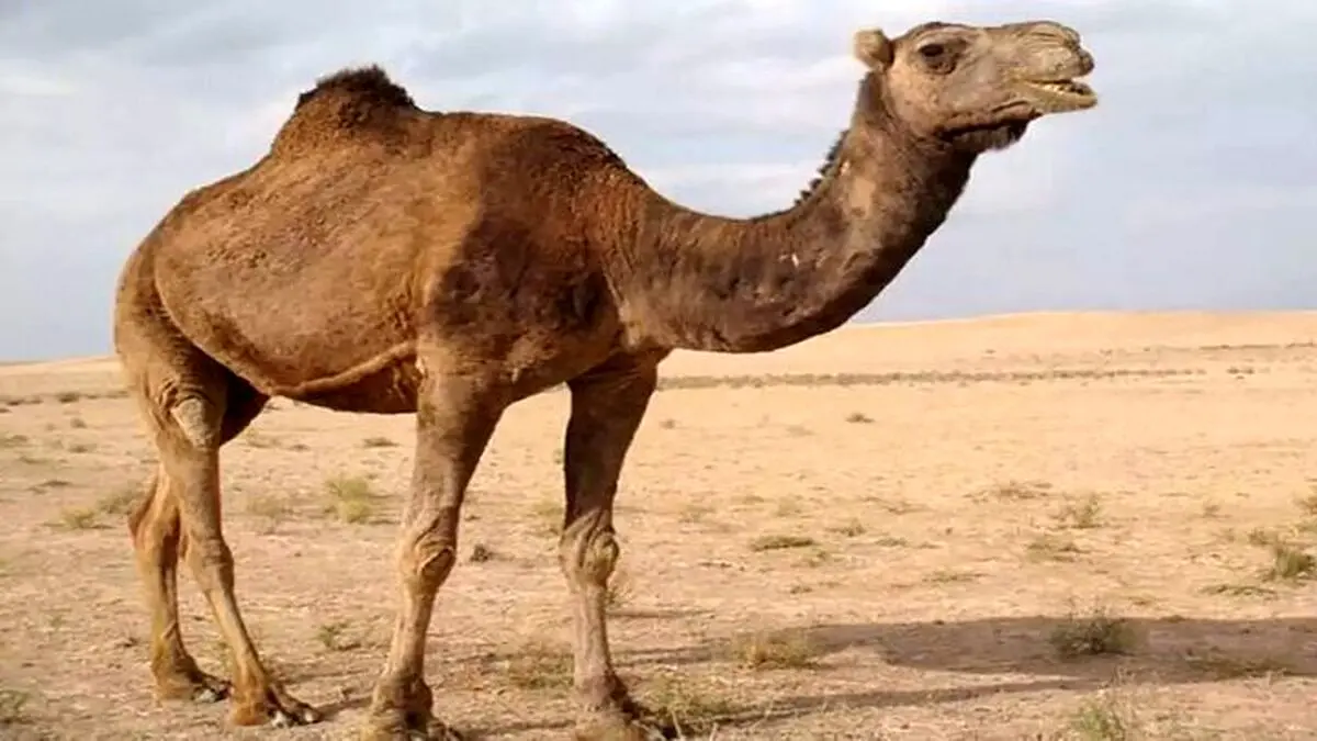 (ویدئو) لحظه وحشت و فرار دلهره‌آور یک شتر وسط خیابان!