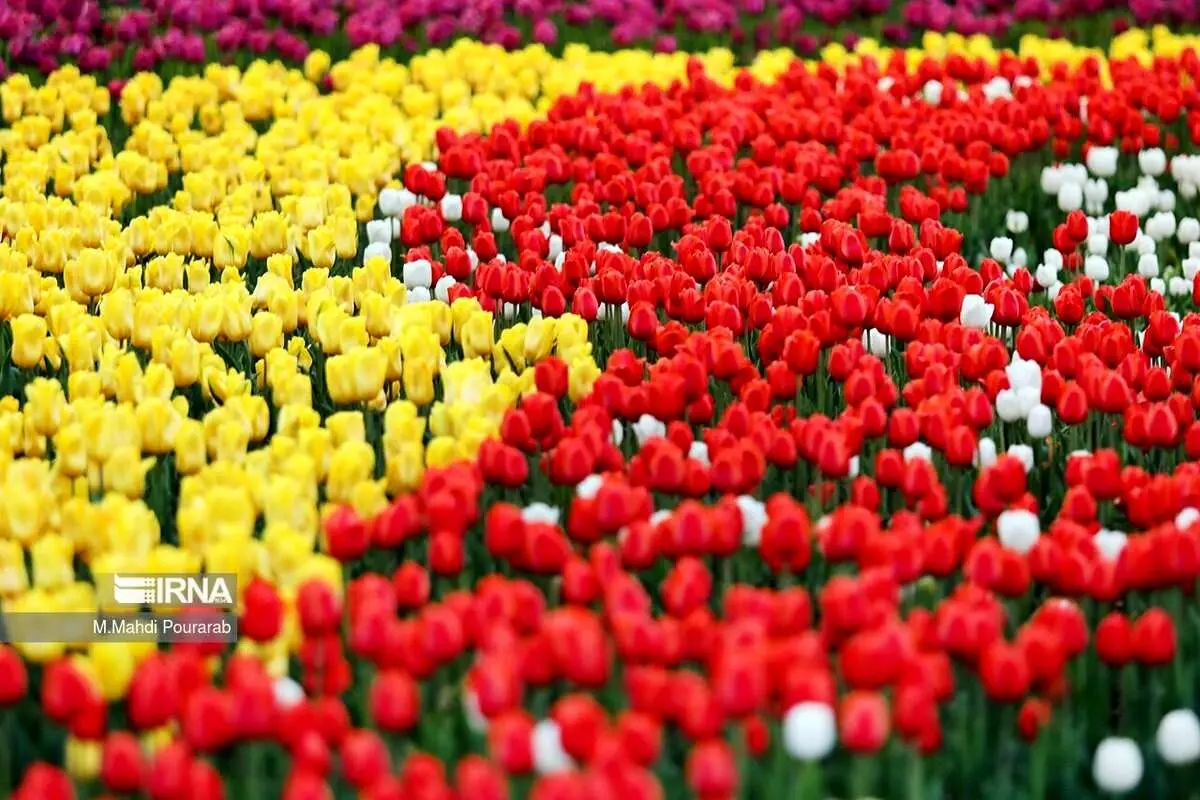 (تصاویر) جشنواره لالههای آسارا