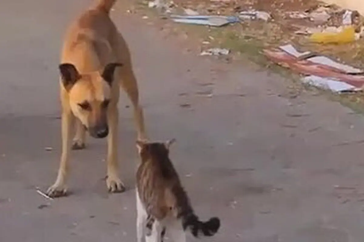 (ویدئو) لحظه حمله عجیب یک گربه وحشی به سگ بی‌دفاع‎