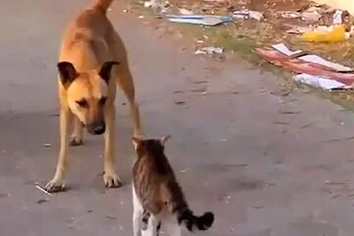 (ویدئو) لحظه حمله عجیب یک گربه وحشی به سگ بی‌دفاع‎