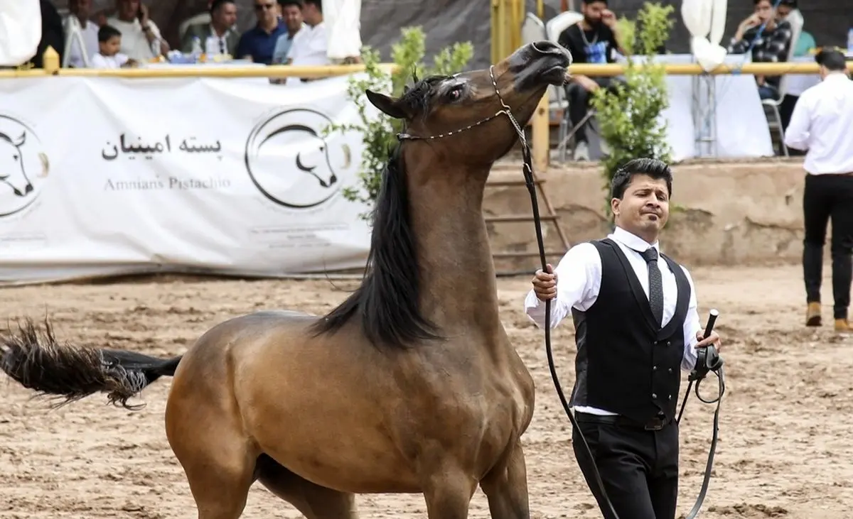 (تصاویر) جشنواره زیبایی اسب عرب در کرمان
