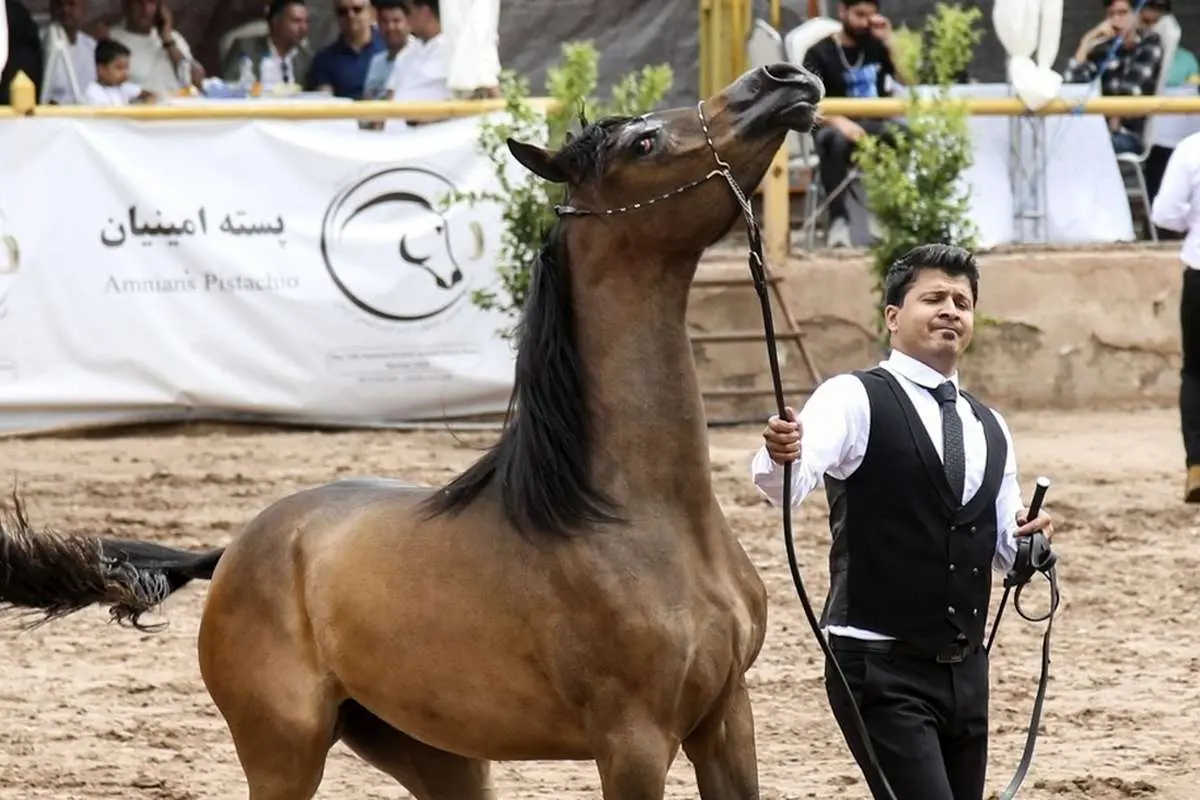 (تصاویر) جشنواره زیبایی اسب عرب در کرمان