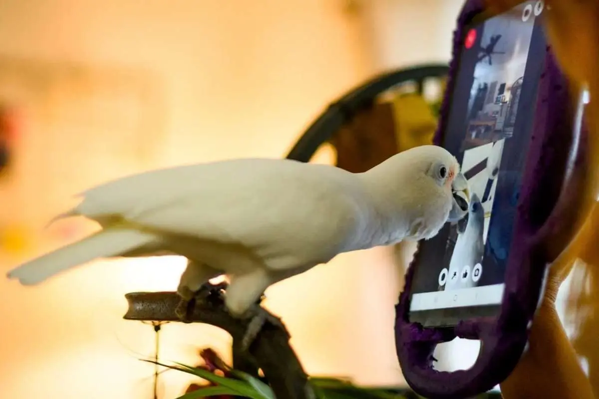 (ویدئو) تماس تصویری توسط طوطی‌ها! فرار از تنهایی و برقراری ارتباط اجتماعی