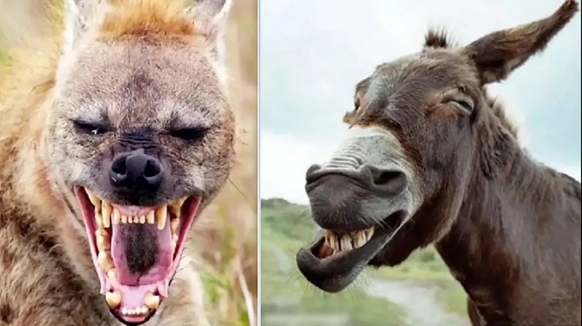 (ویدئو) درس دردناک و فراموش‌نشدنی یک الاغ به کفتار وحشی