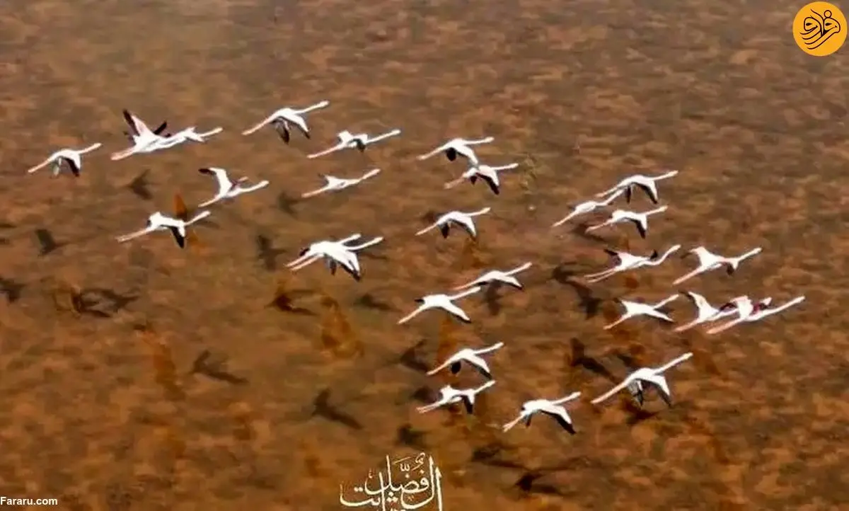 تصاویر خیره کننده از پرواز فلامینگو‌ها در قلب عربستان