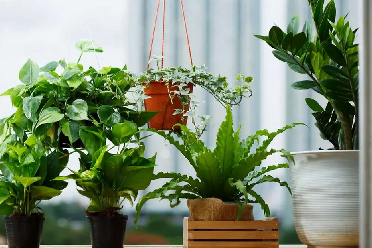 سیر تا پیاز ترفند‌های مراقبت از گل‌های آپارتمانی