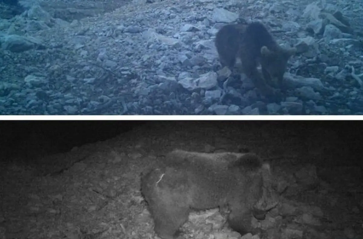 (عکس) مشاهده این حیوان عظیم‌الجثه در لرستان