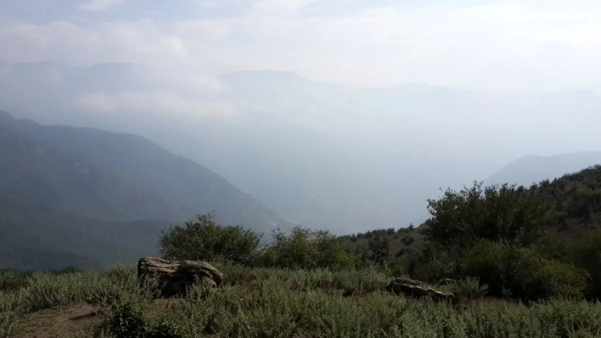 اگر قصد سفر یک روزه به اطراف تهران را دارید، این جنگل در انتظار شماست