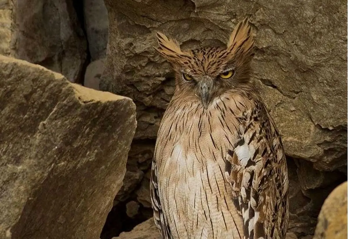 (عکس) این جغد عصبی بومی ایران است!