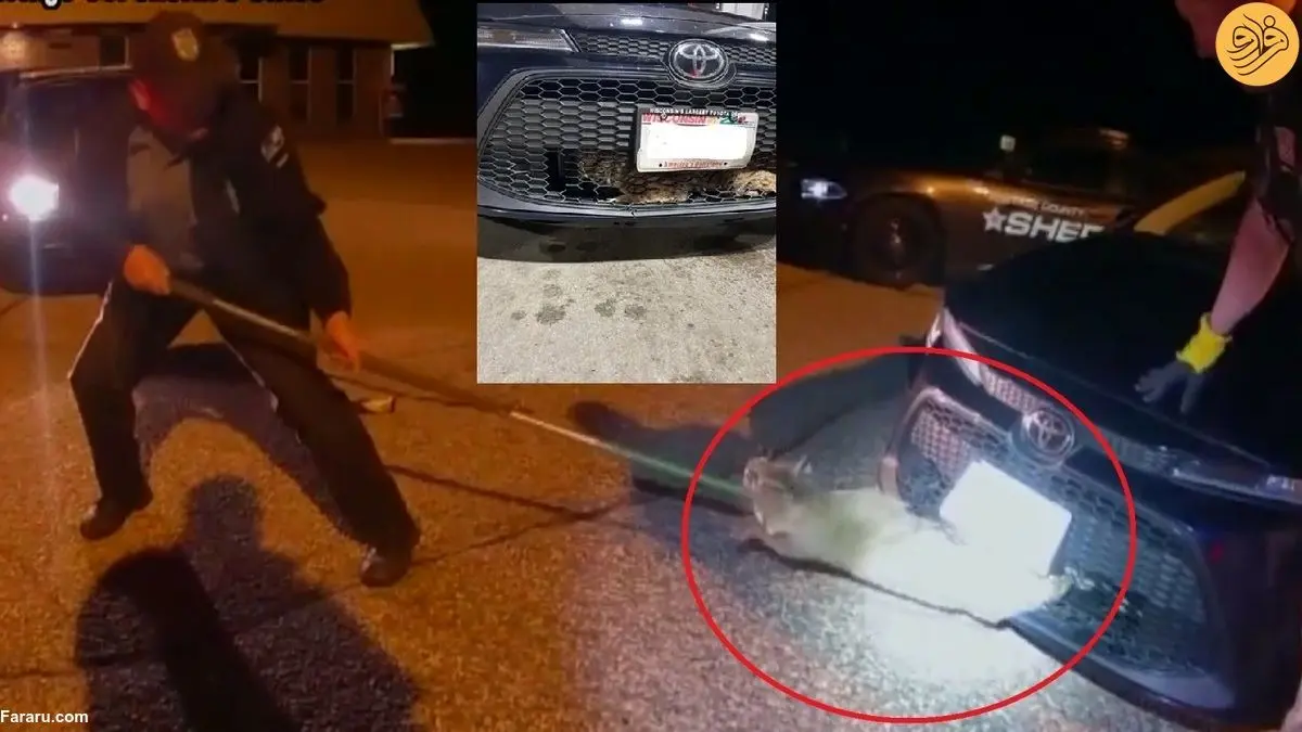 (ویدئو) نجات یک گربه دم‌کوتاه گیر افتاده در جلوپنجره خودرو