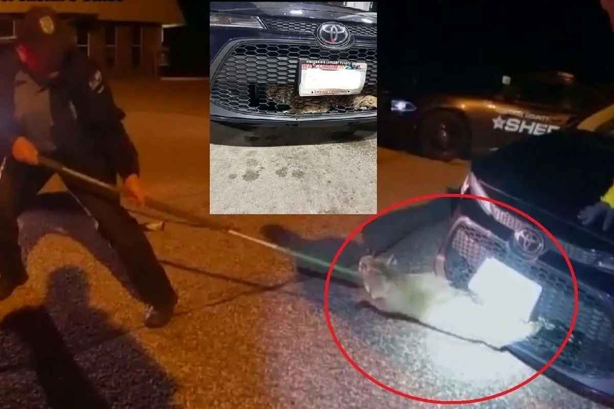 (ویدئو) نجات یک گربه دمکوتاه گیر افتاده در جلوپنجره خودرو