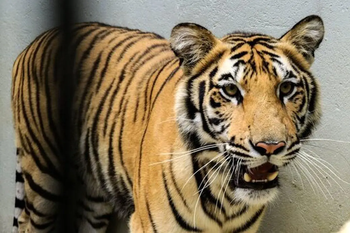 (ویدئو) حالت تهوع عجیب یک ببر در باغ وحش