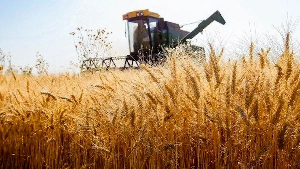 اعلام قیمت گندم با شورای قیمت‌گذاری است/ فردا قیمت نهایی مشخص می‌شود