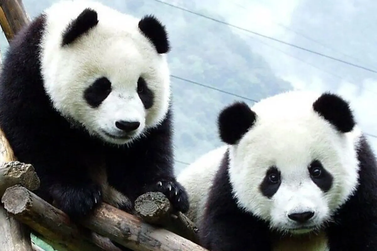 (ویدئو) دورهمی بامزه خرس‌های پاندا