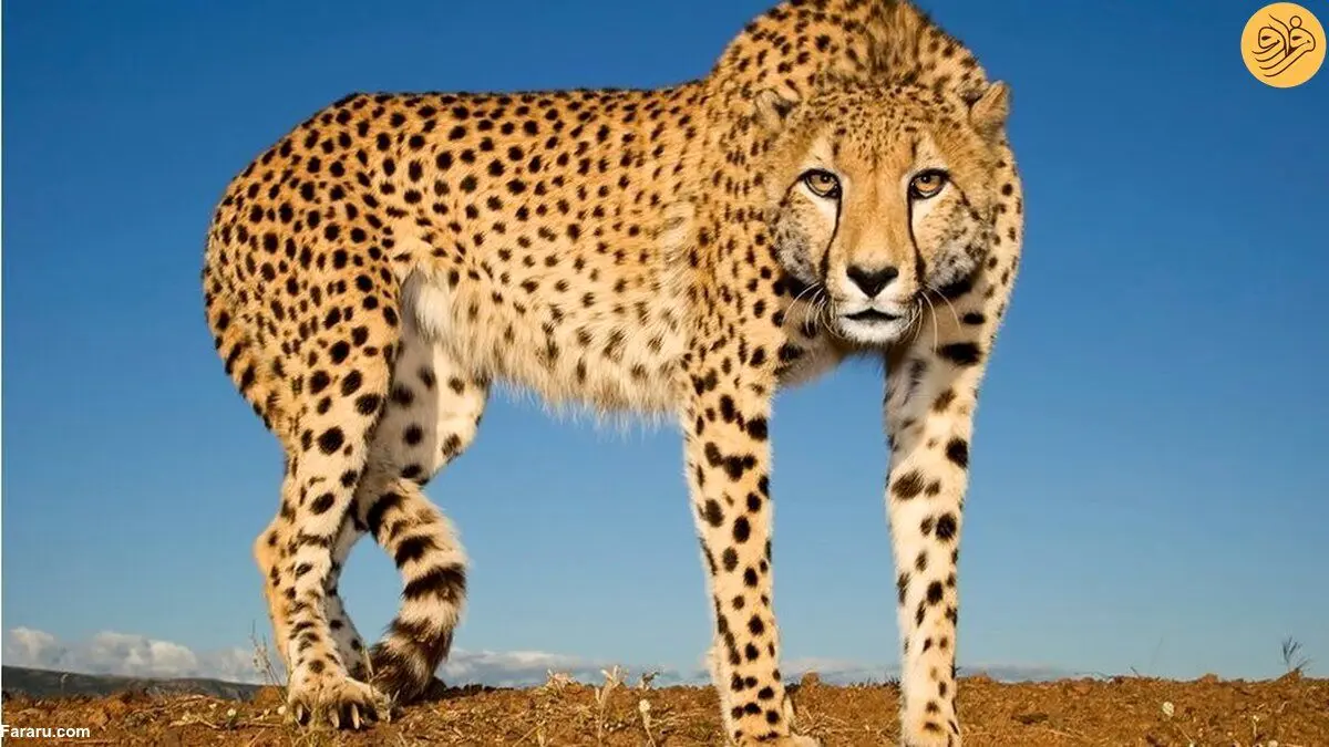 مرگ ساشا و اودی؛ یوزپلنگ‌های وارداتی تلف شدند