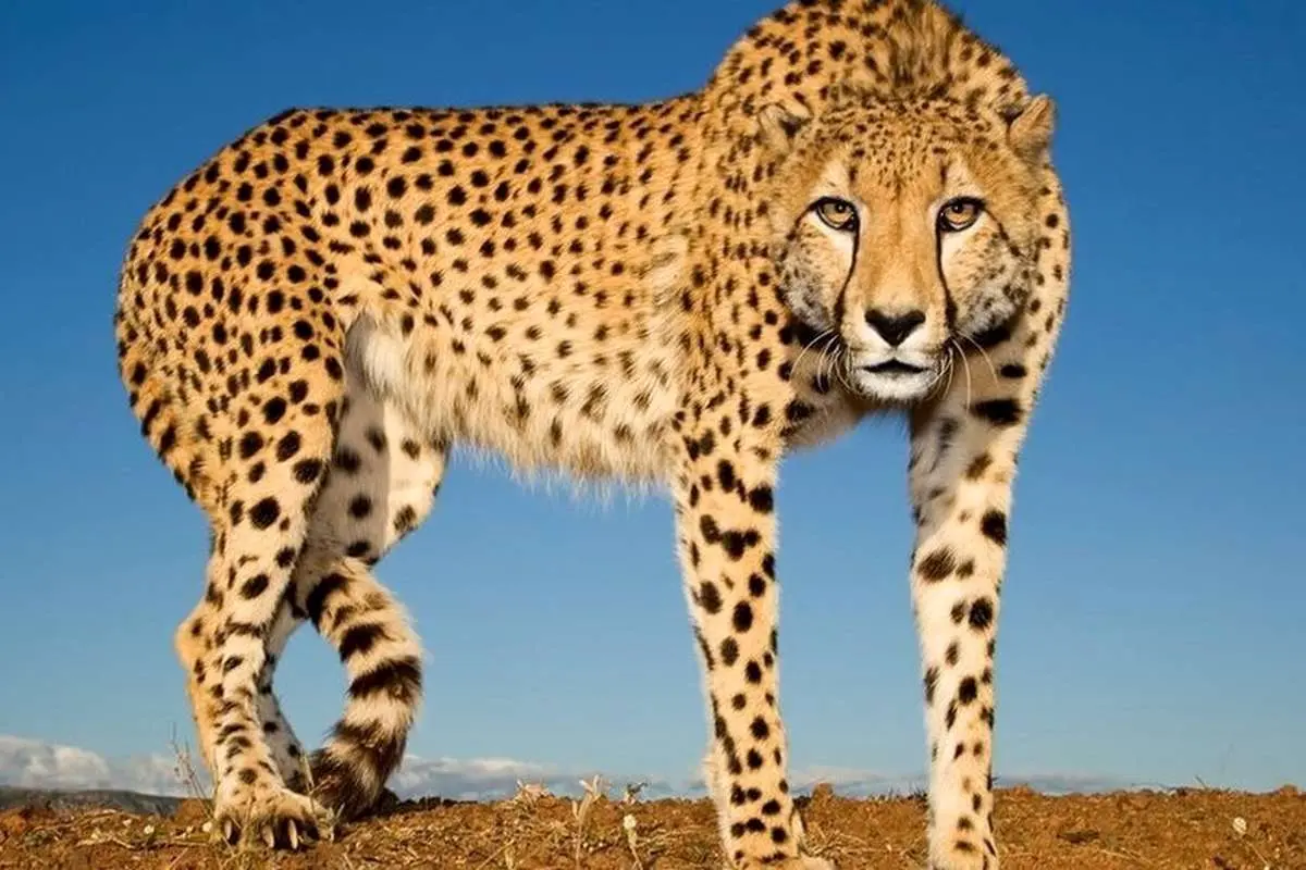 مرگ ساشا و اودی؛ یوزپلنگهای وارداتی تلف شدند