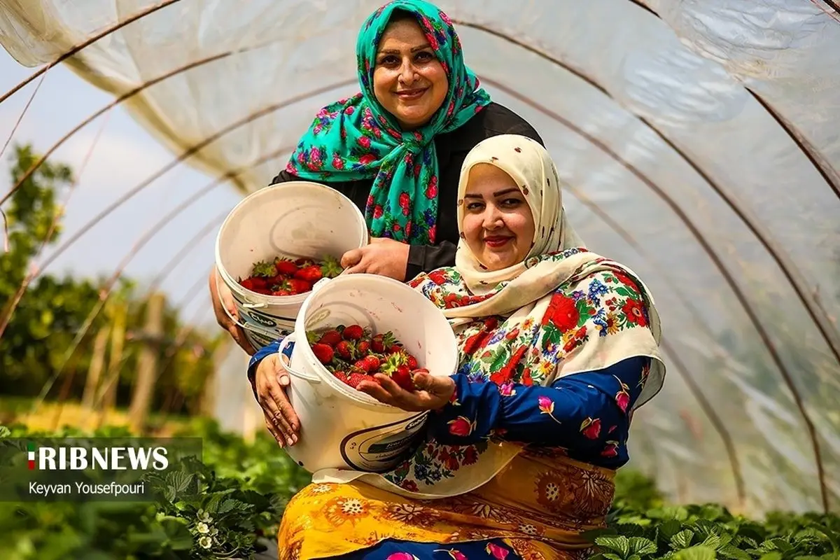 (تصاویر) برداشت توت فرنگی از مزارع بهنمیر مازندران