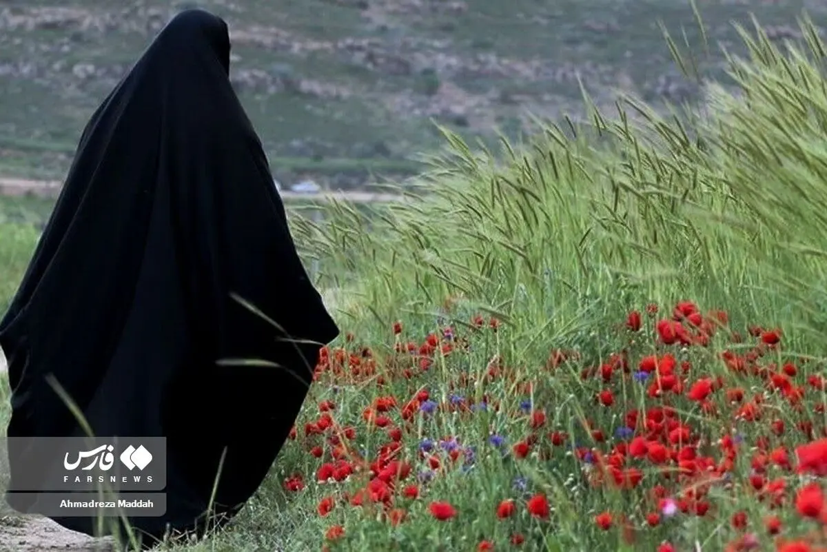(تصاویر) رویش لاله‌های وحشی در شیراز