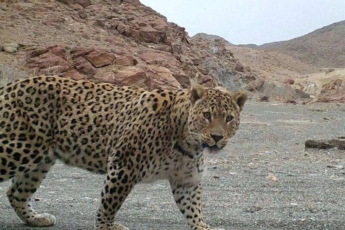 (ویدئو) مشاهده پلنگ ایرانی در شهرستان کوثر