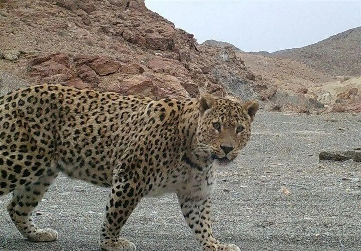 (ویدئو) مشاهده پلنگ ایرانی در شهرستان کوثر