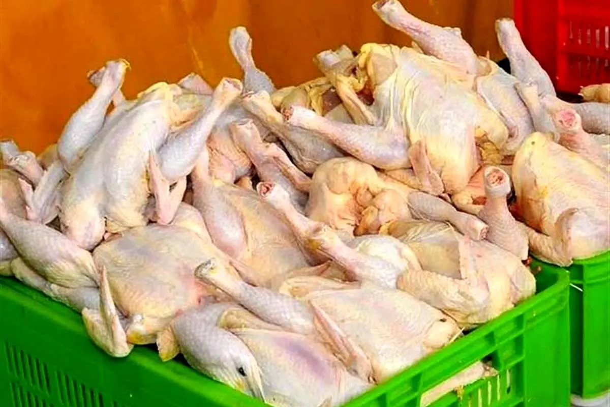 تصویب افزایش قیمت مرغ هم تکذیب شد