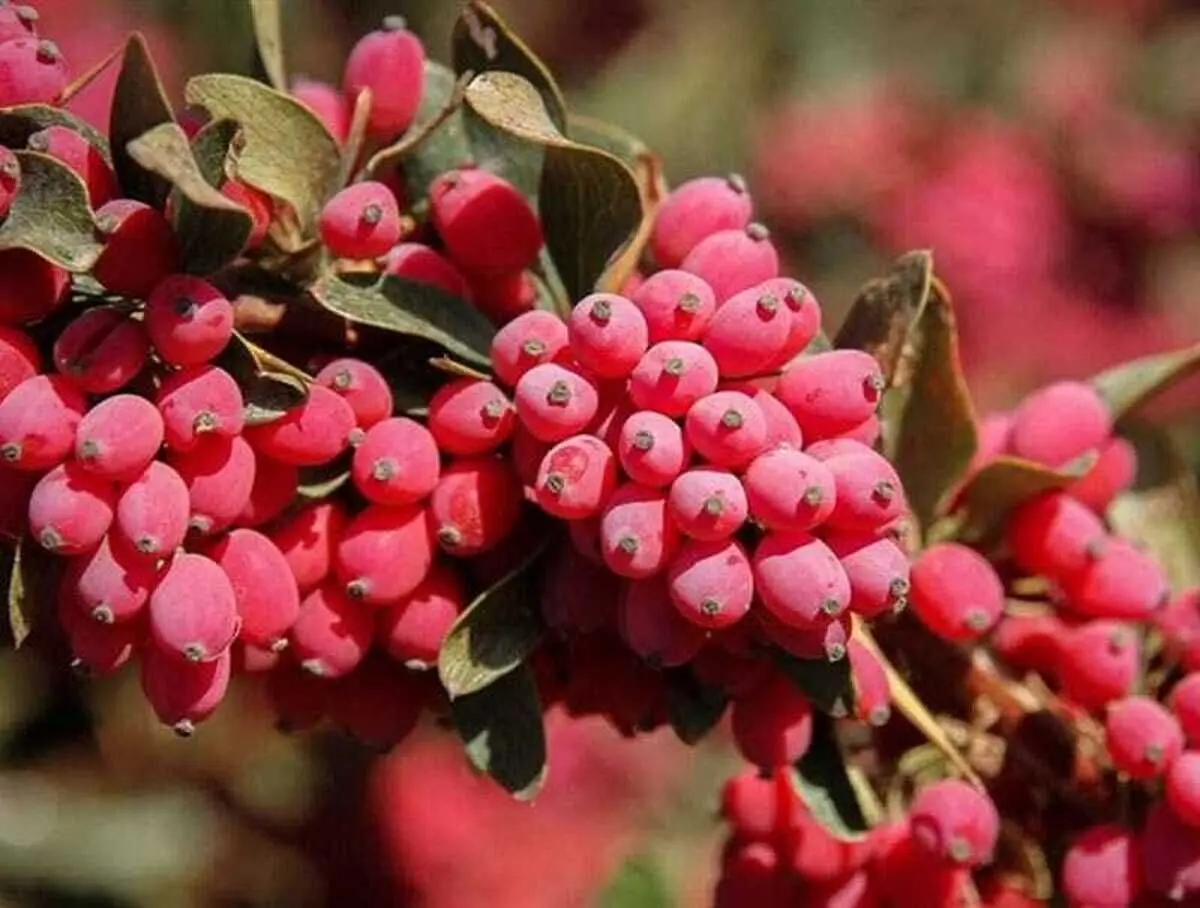 با این گیاه خوش‌رنگ ریه خود را تسکین بدهید