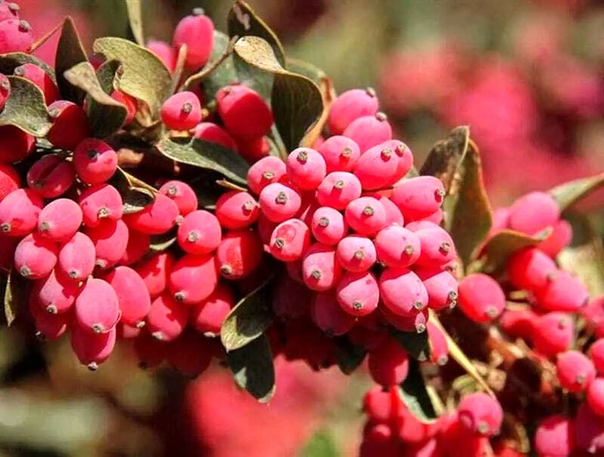 با این گیاه خوش‌رنگ ریه خود را تسکین بدهید