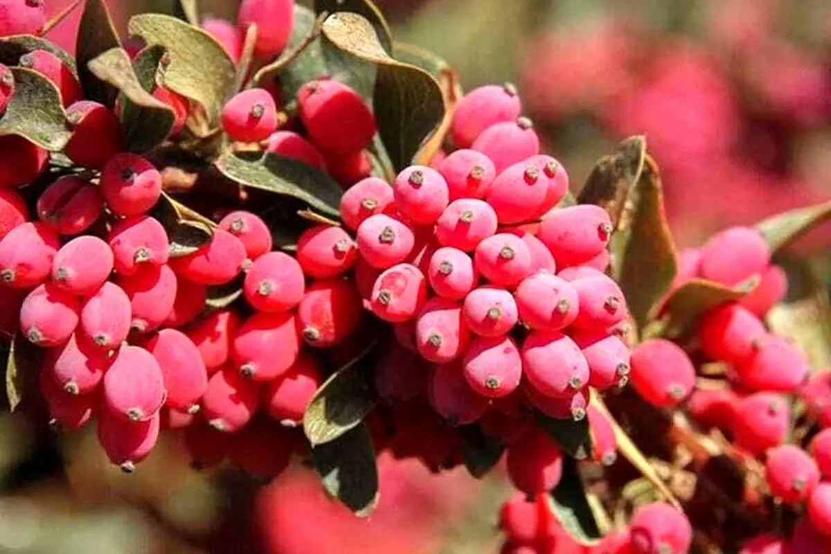 با این گیاه خوشرنگ ریه خود را تسکین بدهید