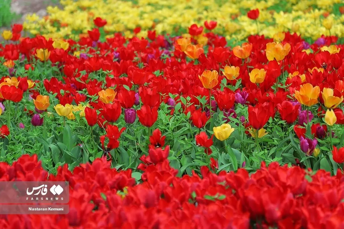 (تصاویر) جشنواره لاله‌های آسارا