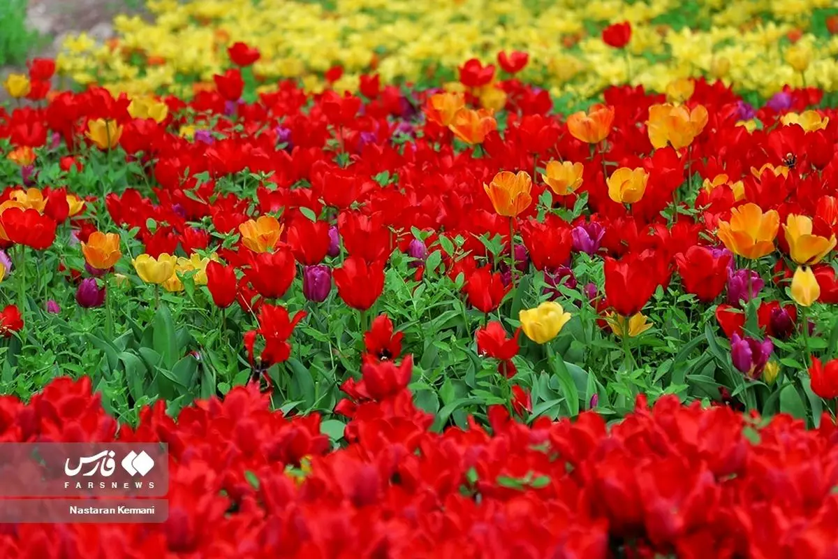 (تصاویر) جشنواره لاله‌های آسارا