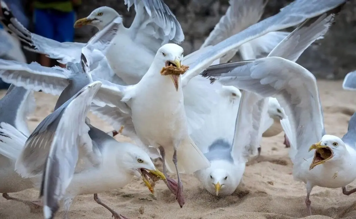 (عکس) یک آگهی استخدام عجیب؛ این لباس را بپوشید و مرغان دریایی را بترسانید