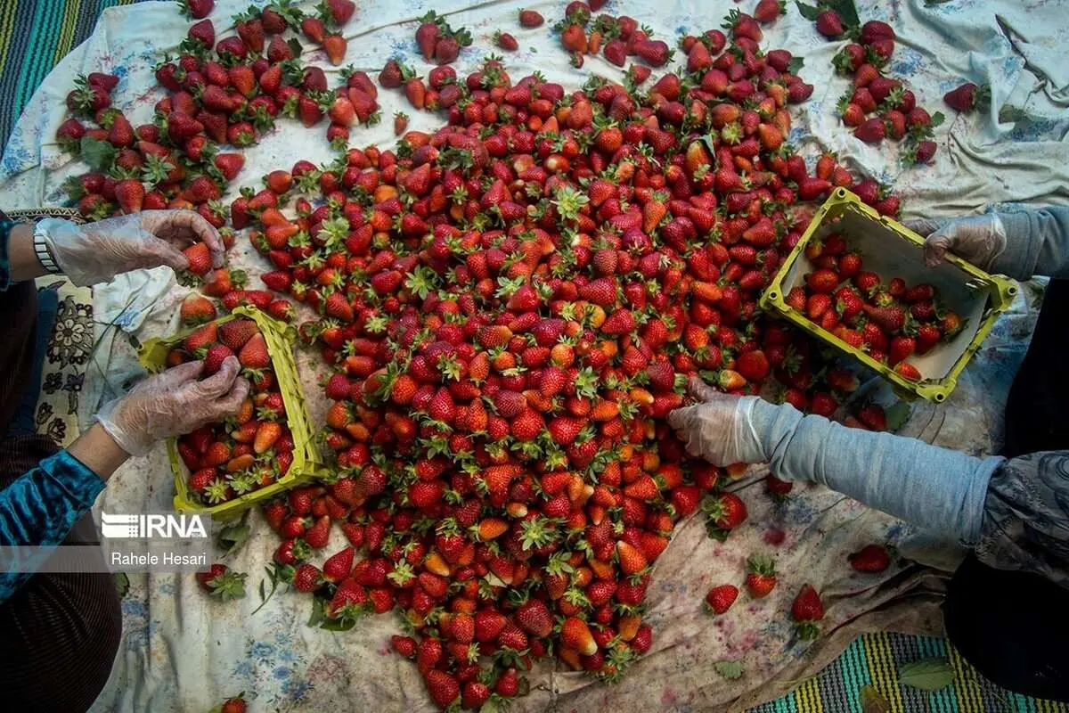 (تصاویر) رامیان؛ قطب توت فرنگی گلستان