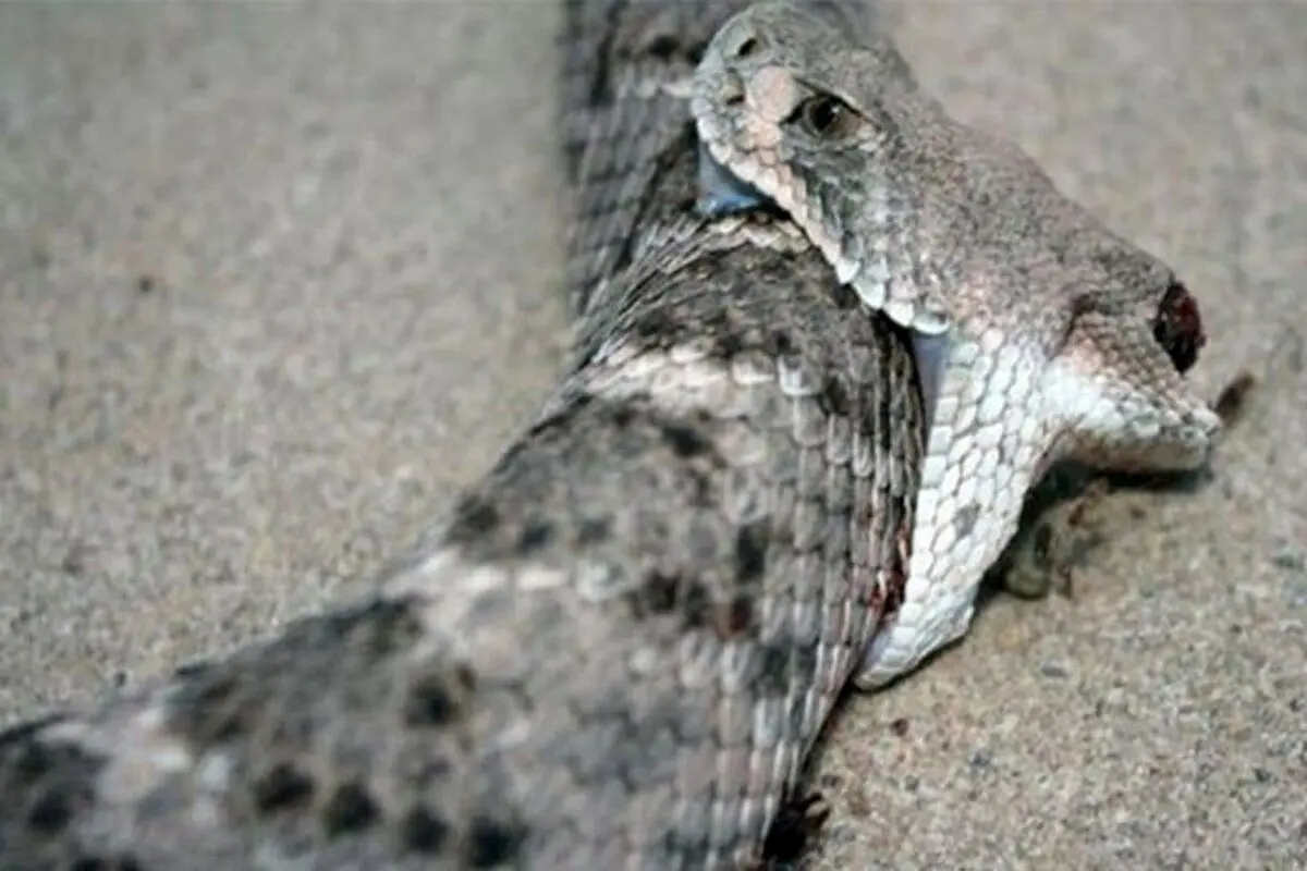 (ویدئو) لحظه ترسناک نیش زدن مار به خودش با سر قطع شده!