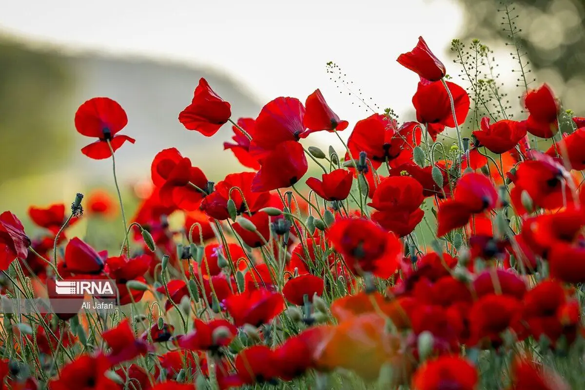(تصاویر) اردیبهشت شقایق‌ها
