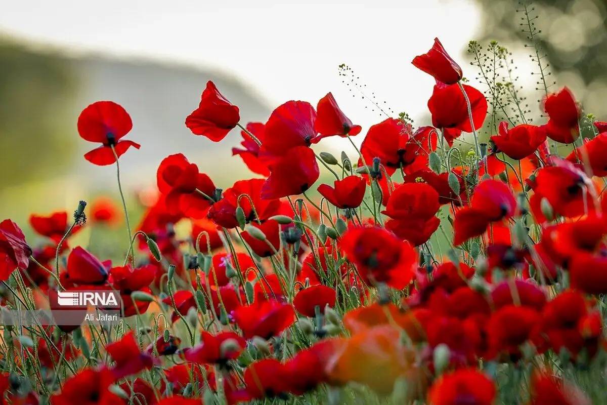 (تصاویر) اردیبهشت شقایق‌ها
