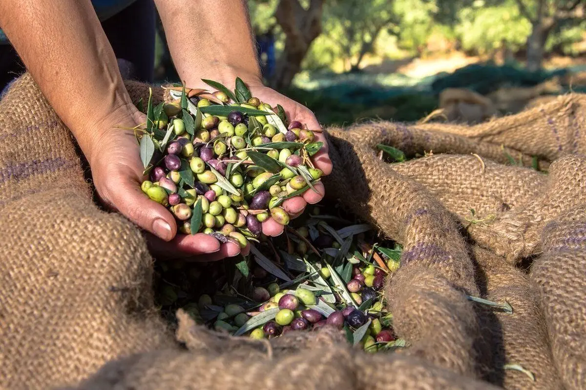 (تصاویر) الجوف؛ عربستان و رکورد بزرگترین باغ زیتون مدرن جهان!